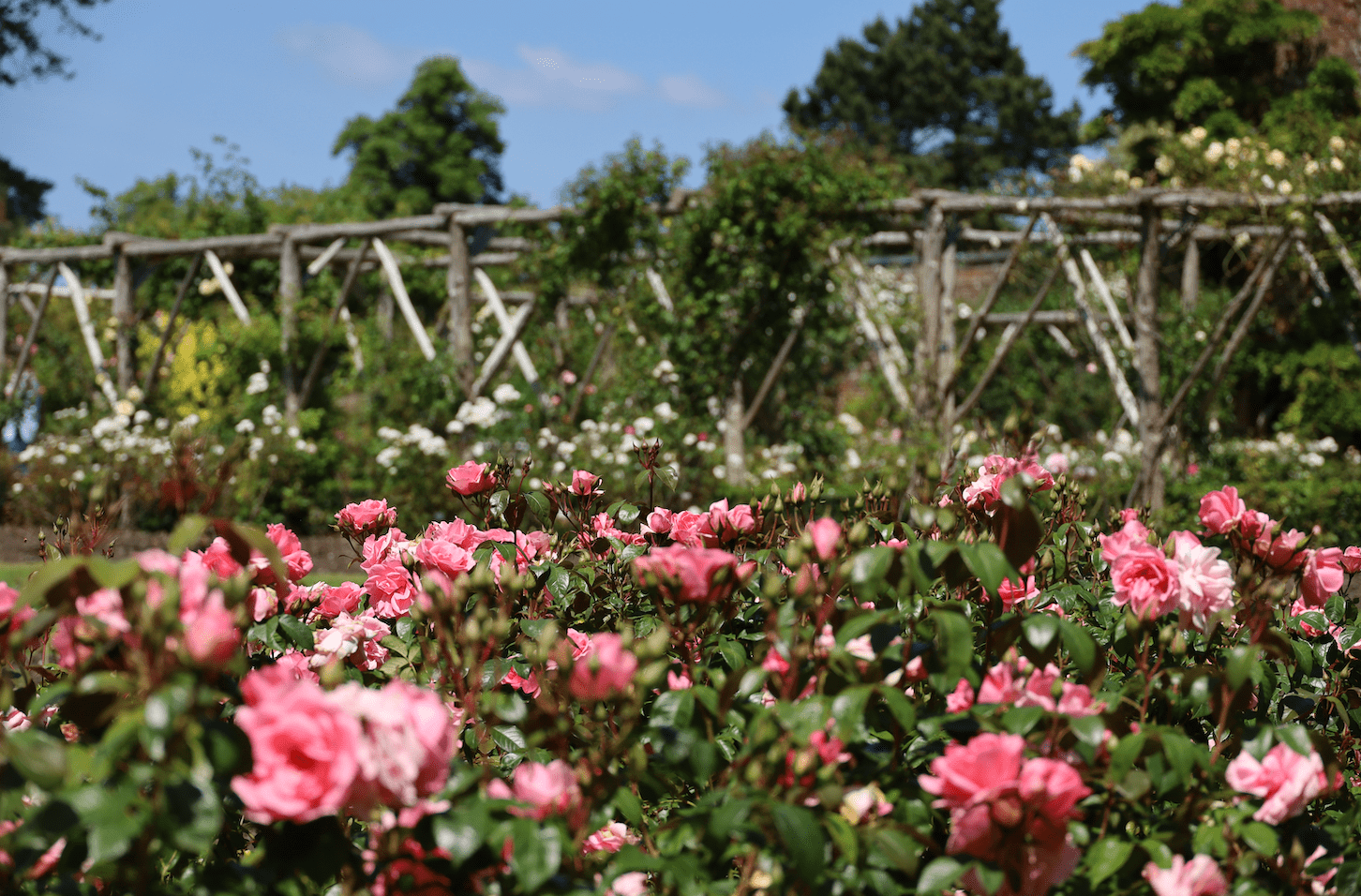 The Smell of Roses
